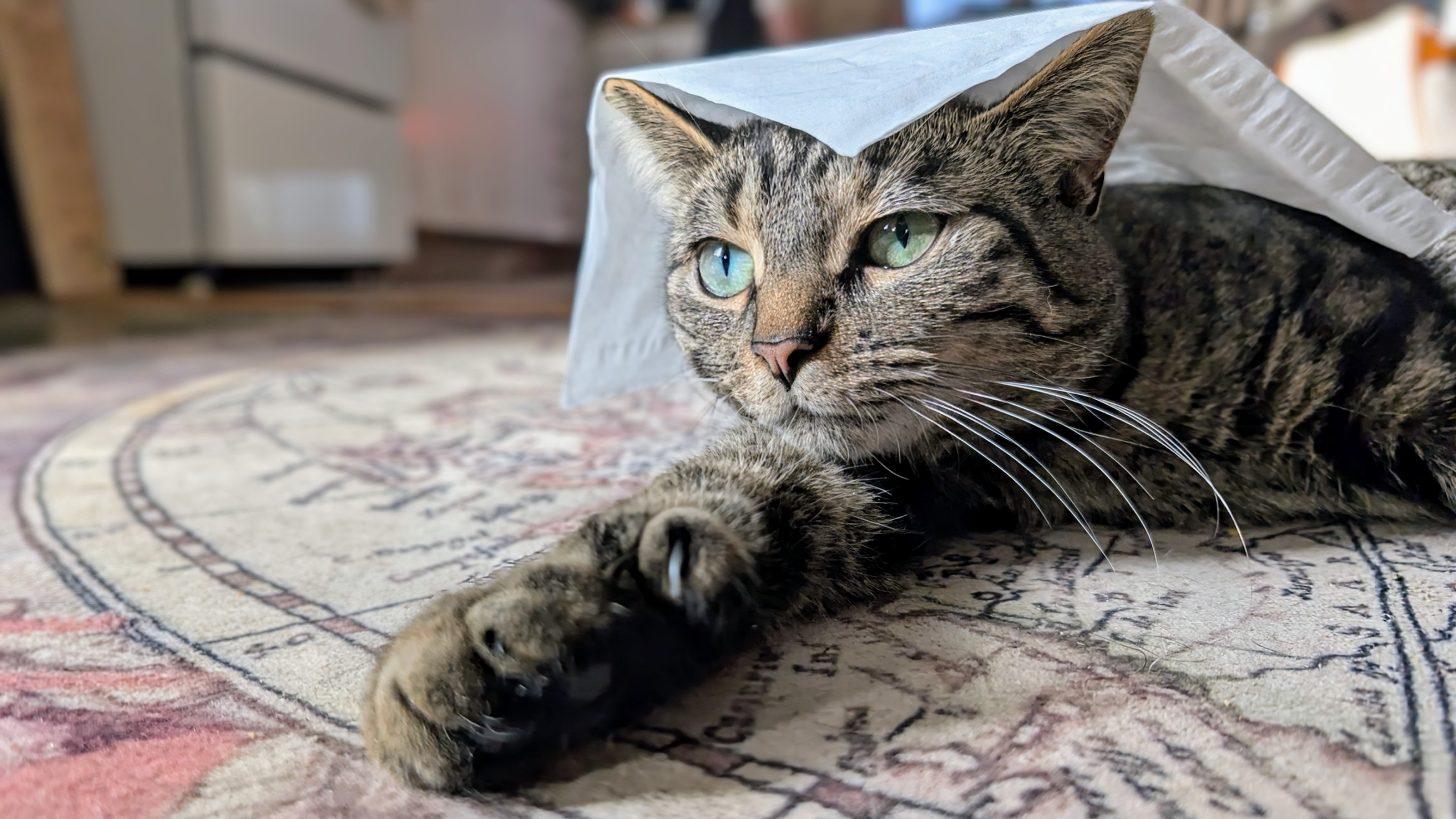 Mitaine, chatte au motif tigré