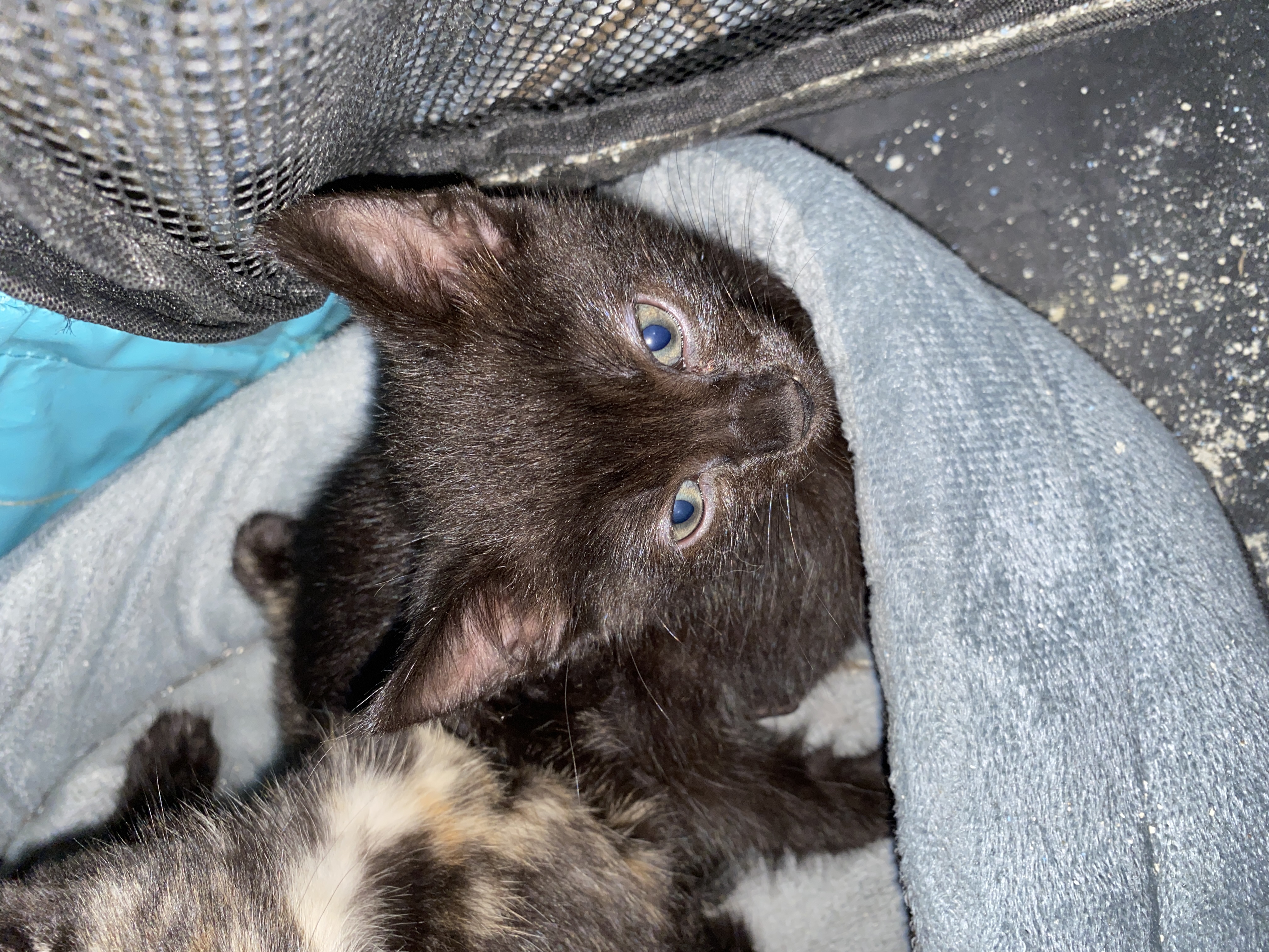 Sirius, chaton noir de type panthère